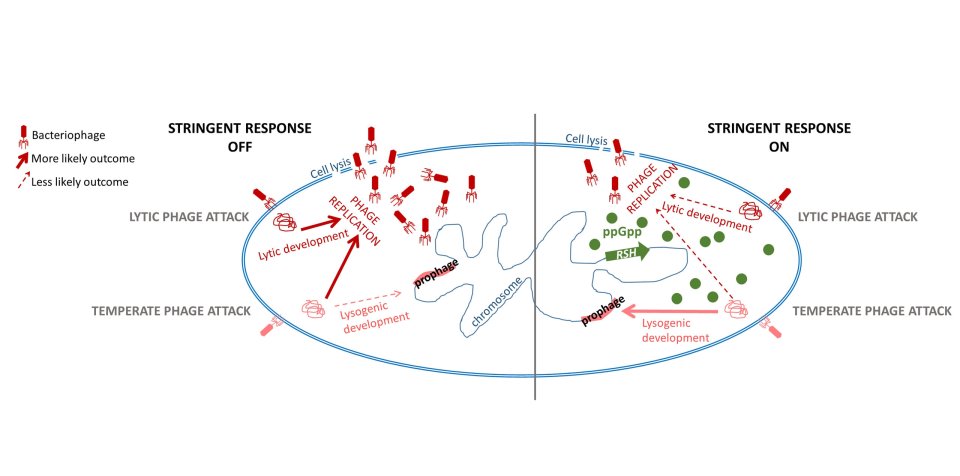 Phage attack