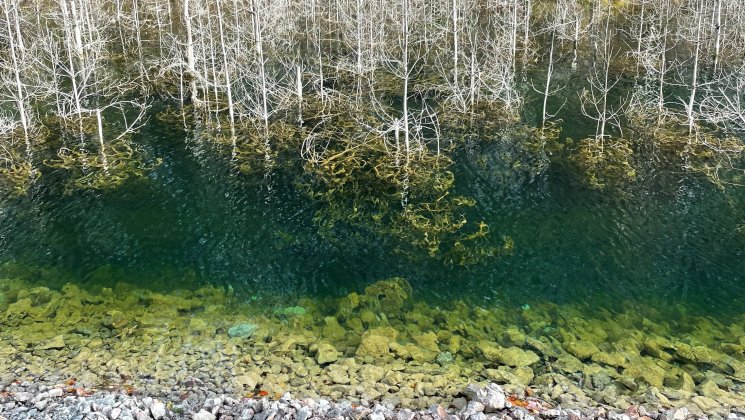 Äidu karjääri roheline vesi ja surnud puud